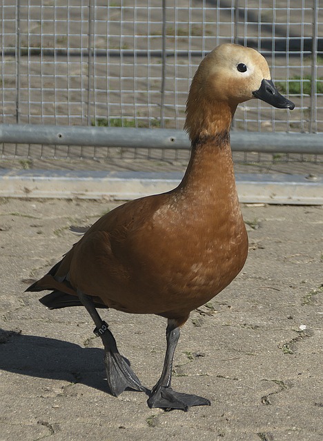 尔吉尼奥是